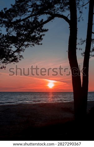 The setting sun glows above the Baltic Sea, naturally framed by tall coastal pine trees, creating a peaceful and atmospheric evening landscape.