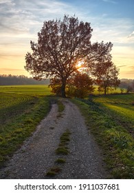 The setting sun is hiding behind the tree crown. A beautiful autumn sunset in the German town of Heiligenhaus. A dirt road and green fields lit by the sun's rays. Autumn landscape