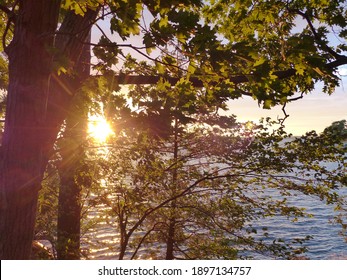 setting sun peeking through pine trees
