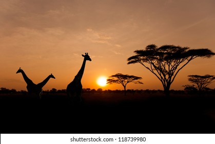 Setting sun with silhouettes of Giraffes and Acacia trees on Safari in Serengeti National Park - Powered by Shutterstock