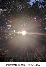 setting sun through tree