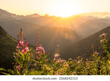 Setting Sun Throws Visible Rays To Backlight Fireweed Along Highline Trail In Glacier National Park