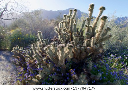 The setting sun warms a Gander's cholla cactus and purple desert blosums