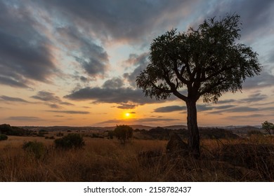 Setting yellow sun color the clouds and silhouette a cabbage tree South Africa