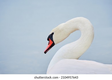 Seurasaari Island In Finnish Helsinki: Autumn, Mute Swan.