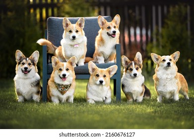 7,829 Seven dogs Images, Stock Photos & Vectors | Shutterstock