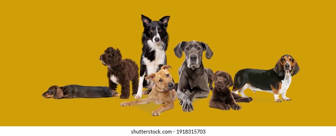 seven different dog breeds posing in front of a mustard coloured background