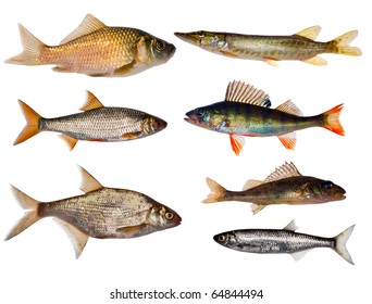 Seven Freshwater Fishes Collection Isolated On White Background