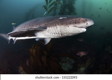 Seven Gill Shark