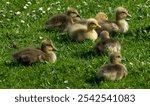 Seven greylag goslings on a grassy area with daisies on the grass on a sunny day