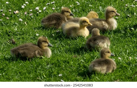 Seven greylag goslings on a grassy area with daisies on the grass on a sunny day