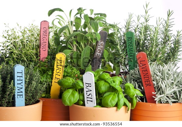 seven\
kinds of potted garden herbs with wooden name\
tags