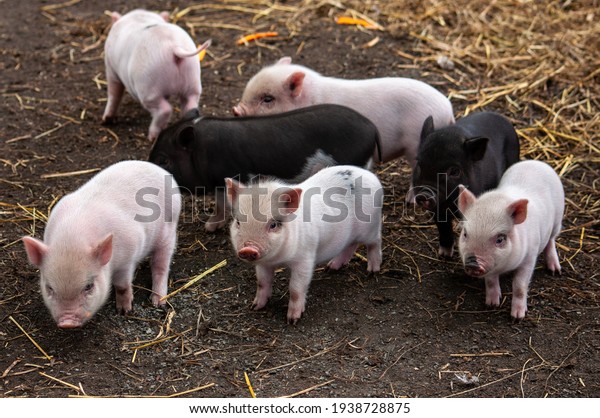 seven\
little piglets on the farm. High quality\
photo