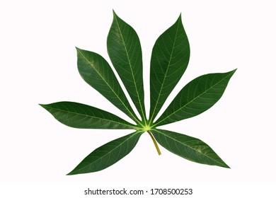 1,601 Seven point leaf Images, Stock Photos & Vectors | Shutterstock