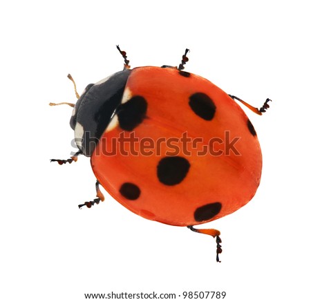 seven points ladybug isolated on white background