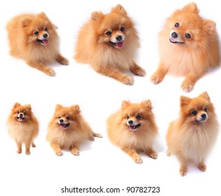 Seven Of Pomeranian Dog Isolated On White