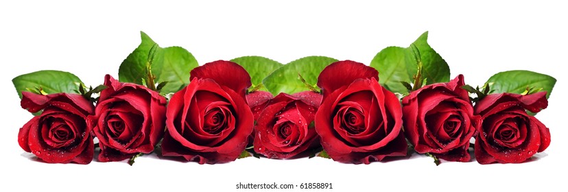 Seven red roses on a white background with space for text