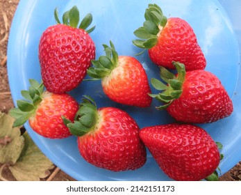 Seven Red Strawberries On A Blue Plastic Plate