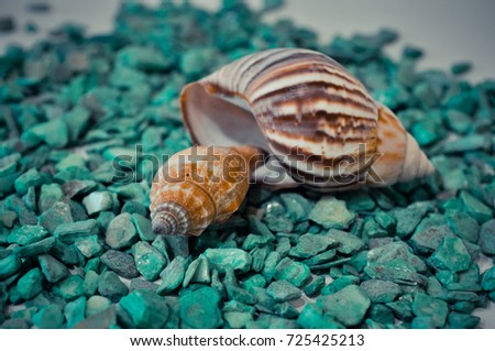 seven or a set of several different shells on a green stones