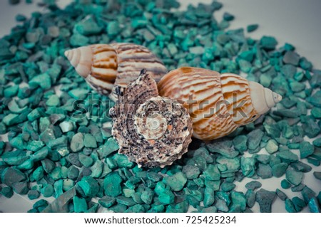 seven or a set of several different shells on a green stones