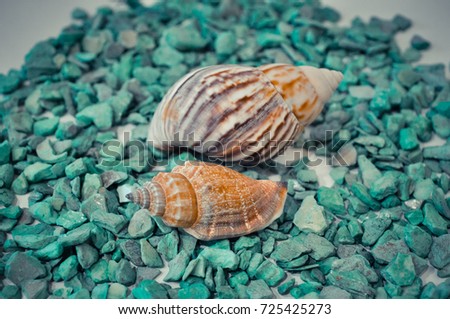 seven or a set of several different shells on a green stones