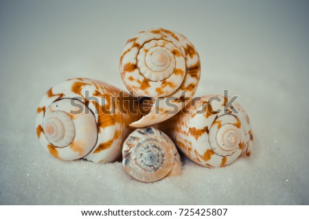 seven or a set of several different shells on a white sand