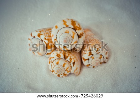 seven or a set of several different shells on a white sand
