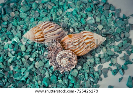 seven or a set of several different shells on a green stones