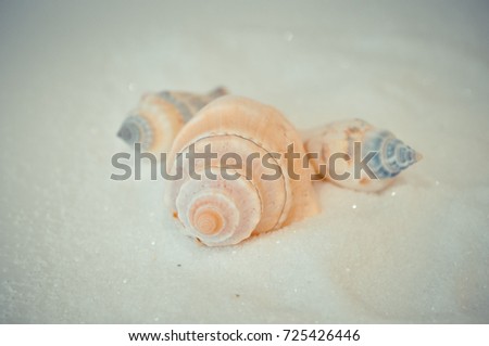 seven or a set of several different shells on a white sand