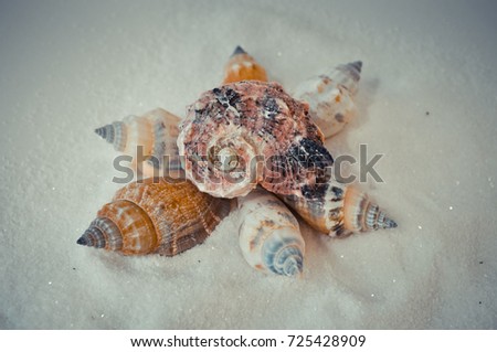 seven or a set of several different shells on a white sand