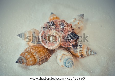 seven or a set of several different shells on a white sand