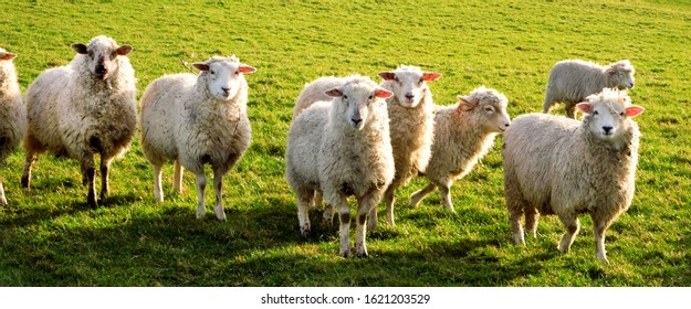 Seven sheep standing in a line looking at the camera in a green field, Sussex, England, UK, United Kingdom, Britian - Shutterstock ID 1621203529