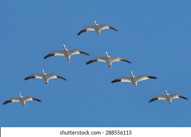 Seven Snow Geese are flying in a V formation across the blue sky. Also known as a Blue Goose. Rivière Beaudette, Green Valley, Ontario, Canada.