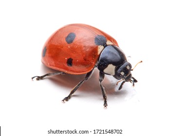 Seven spot ladybird in a white background. Macro photography. Coccinella septempunctata.