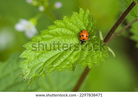 seven spotted ladybird on bright green leaf of a stinging nettle with a blurred green background