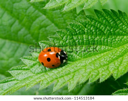 seven spotted ladybird portrait on stinging nettle from above