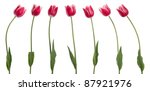 Seven tulips isolated on white