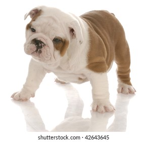 seven week old red and white english bulldog puppy standing with reflection on white background