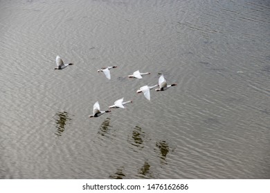 Seven white geese flying in a V formation low over a body of water - Powered by Shutterstock