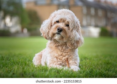 Seven year old Cavapoo laying on the grass with his stick and a curious head tilt very handsome