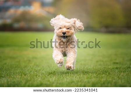 Seven year old Cavapoo on a fun run in the park
