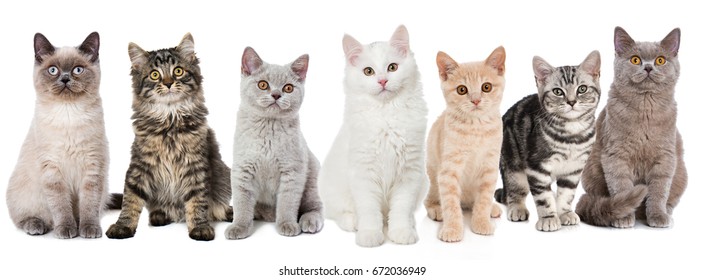 44,205 Group of kittens Images, Stock Photos & Vectors | Shutterstock