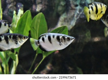 Archer Fish Spitting