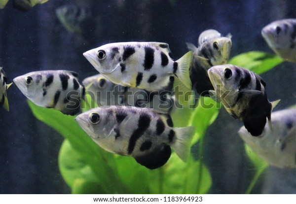 The seven-spot archerfish (largescale archerfish)\
in freshwater aquarium. Toxotes chatareus may live in brackish or\
freshwater, They are able to spit streams of water to knock prey\
into the water. 