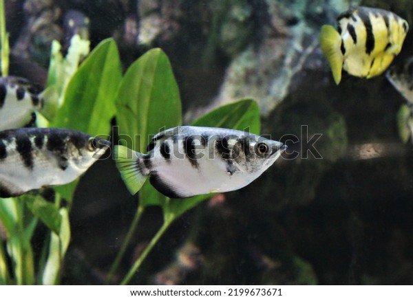 Seven-spot archerfish (largescale archerfish) in\
freshwater aquarium. Toxotes chatareus may live in brackish or\
freshwater, They are able to spit streams of water to knock prey\
into the water. 