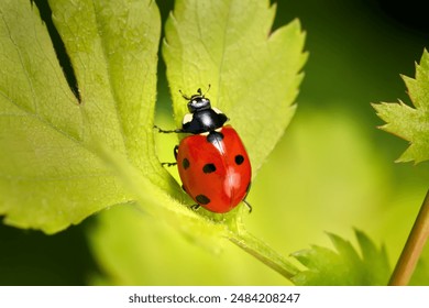 Seven-spot ladybird (Coccinella septempunctata) crawling up a light green leaf - Powered by Shutterstock