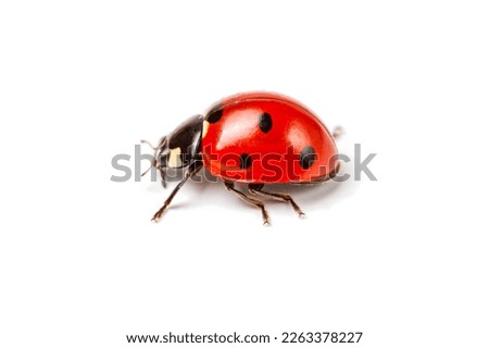 Seven-spot ladybird, Coccinella septempunctata, macro photography, extreme close up photography, isolated on white background