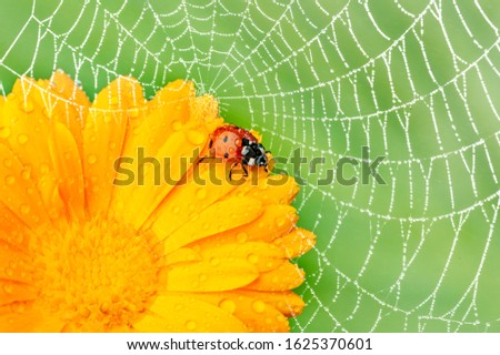 Ladybug on dewy spider web in gentle light