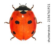Seven-spot ladybird (ladybug), Coccinella septempunctata (Coleoptera: Coccinellidae). Adult. Isolated on a white background