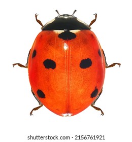 Seven-spot ladybird (ladybug), Coccinella septempunctata (Coleoptera: Coccinellidae). Adult. Isolated on a white background - Shutterstock ID 2156761921
